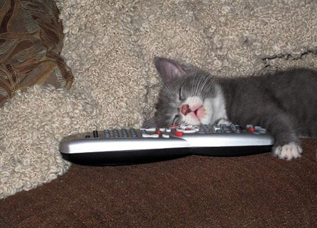 Time for a Snooze: Submitted by Pam C. "This is ... Time for a Snooze: Submitted by Pam C. "This is ...